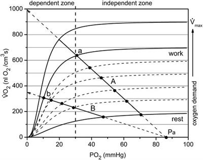 Dynamics of PO2 and VO2 in resting and contracting rat spinotrapezius muscle